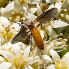 Bibio imitator (Garden maggot) at Acton, ACT - 24 Nov 2019 by WHall