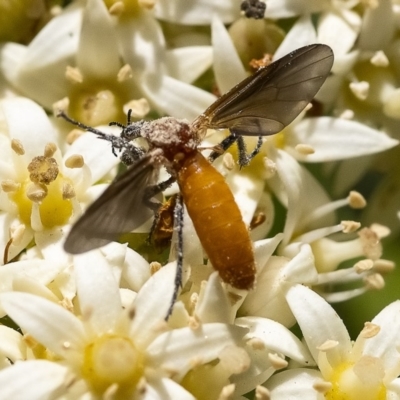 Bibio imitator (Garden maggot) at Acton, ACT - 24 Nov 2019 by WHall