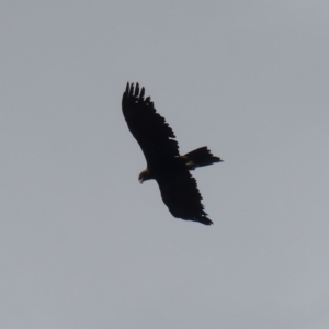 Aquila audax at Hackett, ACT - 2 Dec 2019