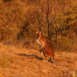 Notamacropus rufogriseus at Chapman, ACT - 24 Nov 2019 06:10 PM