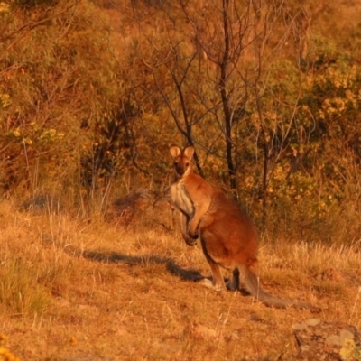 Notamacropus rufogriseus (Red-necked Wallaby) at Chapman, ACT - 24 Nov 2019 by HelenCross