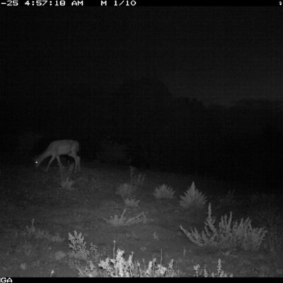 Dama dama (Fallow Deer) at Michelago, NSW - 24 Nov 2019 by Illilanga