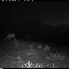 Dama dama at Michelago, NSW - suppressed