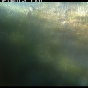 Synoicus ypsilophorus at Michelago, NSW - 27 Nov 2019