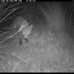 Vulpes vulpes at Michelago, NSW - 8 Mar 2019 08:18 PM