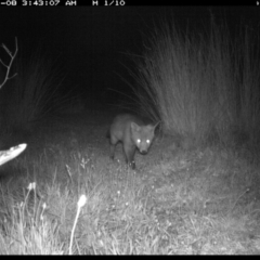 Vulpes vulpes (Red Fox) at Michelago, NSW - 7 Nov 2019 by Illilanga