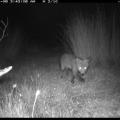 Vulpes vulpes at Michelago, NSW - 8 Nov 2019