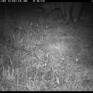 Vulpes vulpes at Michelago, NSW - 30 Nov 2019 02:22 AM