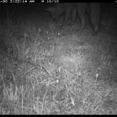 Vulpes vulpes at Michelago, NSW - 30 Nov 2019 02:22 AM