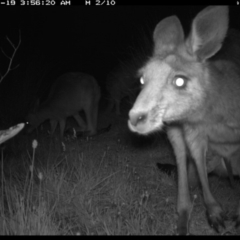 Macropus giganteus (Eastern Grey Kangaroo) at Michelago, NSW - 19 Nov 2019 by Illilanga