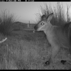 Notamacropus rufogriseus (Red-necked Wallaby) at Michelago, NSW - 11 Nov 2019 by Illilanga