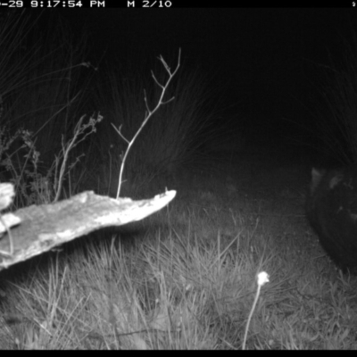 Vombatus ursinus (Common wombat, Bare-nosed Wombat) at Michelago, NSW - 29 Oct 2019 by Illilanga