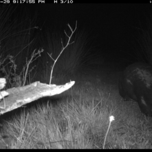 Vombatus ursinus at Michelago, NSW - 29 Oct 2019 09:17 PM