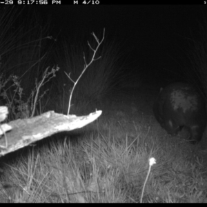 Vombatus ursinus at Michelago, NSW - 29 Oct 2019 09:17 PM