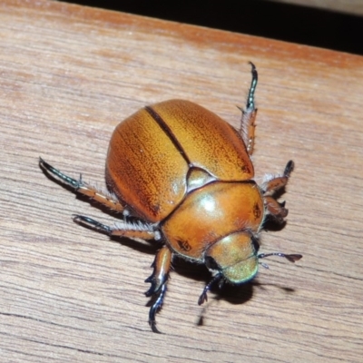 Anoplognathus hirsutus (Hirsute Christmas beetle) at Pollinator-friendly garden Conder - 25 Nov 2019 by michaelb