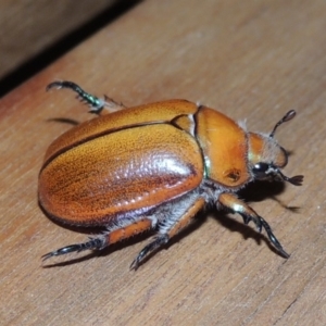 Anoplognathus hirsutus at Conder, ACT - 25 Nov 2019 11:13 PM