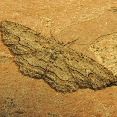 Ectropis excursaria (Common Bark Moth) at Conder, ACT - 26 Nov 2019 by michaelb