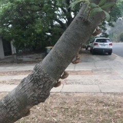 Psaltoda moerens (Redeye cicada) at Curtin, ACT - 30 Nov 2019 by BrianH