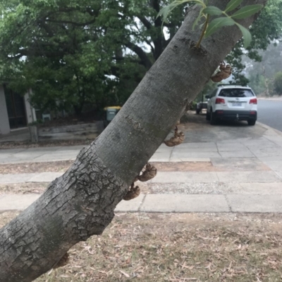 Psaltoda moerens (Redeye cicada) at Curtin, ACT - 30 Nov 2019 by BrianH