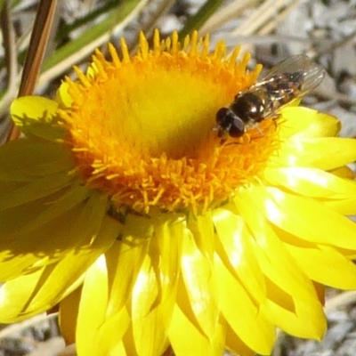 Melangyna viridiceps (Hover fly) at Sth Tablelands Ecosystem Park - 10 Nov 2019 by AndyRussell