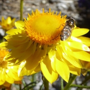 Melangyna viridiceps at Molonglo Valley, ACT - 10 Nov 2019