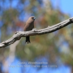 Artamus cyanopterus (Dusky Woodswallow) at Ulladulla, NSW - 20 Nov 2019 by CharlesDove