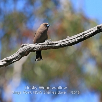 Artamus cyanopterus (Dusky Woodswallow) at Ulladulla, NSW - 20 Nov 2019 by CharlesDove