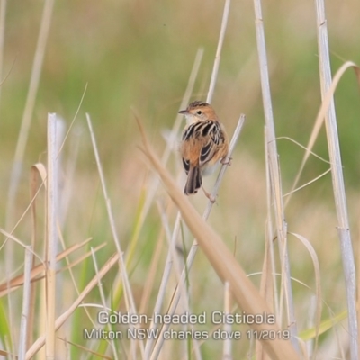 Cisticola exilis (Golden-headed Cisticola) at Milton, NSW - 19 Nov 2019 by CharlesDove