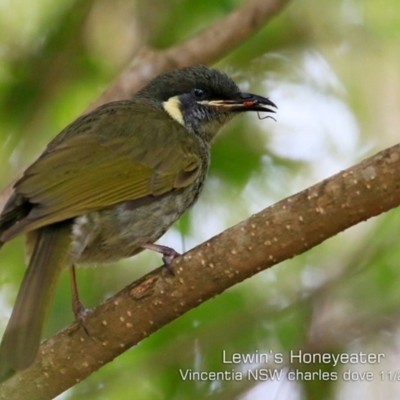 Meliphaga lewinii (Lewin's Honeyeater) at Vincentia, NSW - 16 Nov 2019 by CharlesDove