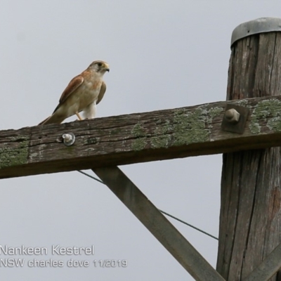 Falco cenchroides (Nankeen Kestrel) at Milton, NSW - 19 Nov 2019 by Charles Dove
