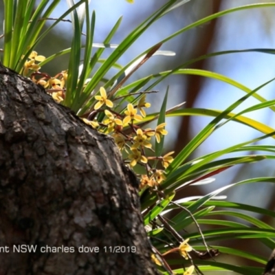 Cymbidium suave (Snake Orchid) at Burrill Lake, NSW - 20 Nov 2019 by Charles Dove