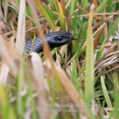 Pseudechis porphyriacus (Red-bellied Black Snake) at Milton, NSW - 20 Nov 2019 by CharlesDove