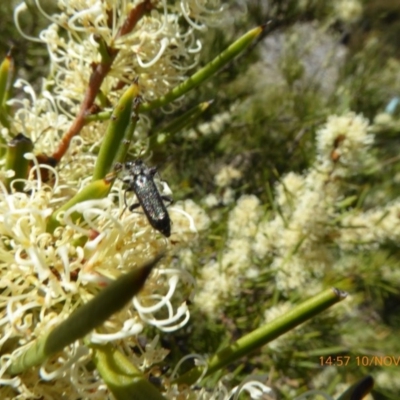 Eleale simplex (Clerid beetle) at Molonglo Valley, ACT - 10 Nov 2019 by AndyRussell