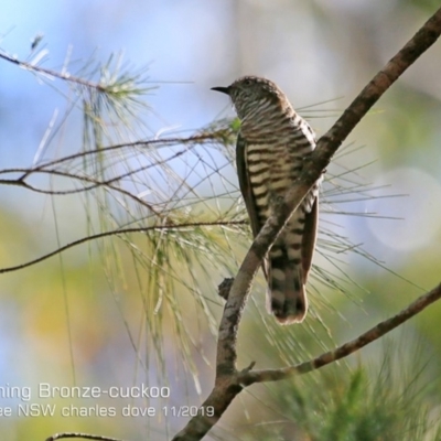 Chrysococcyx lucidus (Shining Bronze-Cuckoo) at Narrawallee, NSW - 20 Nov 2019 by CharlesDove