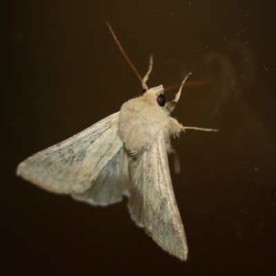 Helicoverpa punctigera (Native Budworm) at Tathra Public School - 2 Dec 2019 by Kerry Vance