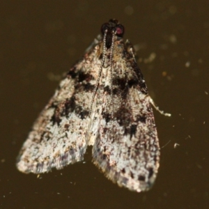 Nyctereutica melanophorella at Tathra Public School - 2 Dec 2019 09:14 PM