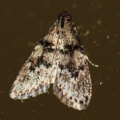 Unidentified Pyralid or Snout Moth (Pyralidae & Crambidae) at Tathra Public School - 2 Dec 2019 by KerryVance