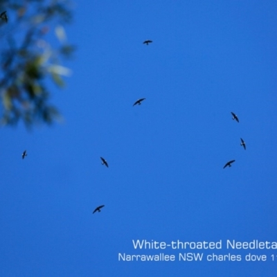 Hirundapus caudacutus (White-throated Needletail) at Garrads Reserve Narrawallee - 19 Nov 2019 by Charles Dove