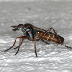 Ectinorhynchus sp. (genus) (A Stiletto Fly) at Ainslie, ACT - 27 Oct 2019 by jb2602