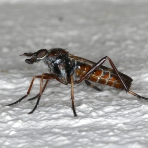 Ectinorhynchus sp. (genus) at Ainslie, ACT - 27 Oct 2019 09:19 PM