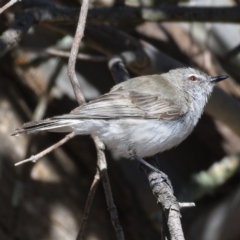 Gerygone fusca (Western Gerygone) at Paddys River, ACT - 3 Dec 2019 by Marthijn