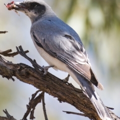 Coracina novaehollandiae (Black-faced Cuckooshrike) at Paddys River, ACT - 2 Dec 2019 by Marthijn