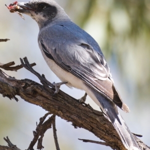 Coracina novaehollandiae at Paddys River, ACT - 3 Dec 2019