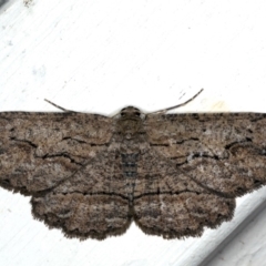 Ectropis (genus) (An engrailed moth) at Ainslie, ACT - 27 Oct 2019 by jb2602