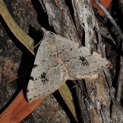 Dichromodes estigmaria (Pale Grey Heath Moth) at Tennent, ACT - 2 Dec 2019 by JohnBundock
