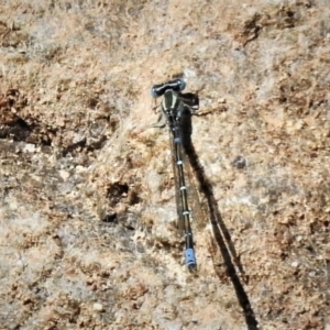 Austroagrion watsoni at Tennent, ACT - 3 Dec 2019 10:26 AM