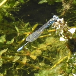 Austroagrion watsoni at Tennent, ACT - 3 Dec 2019