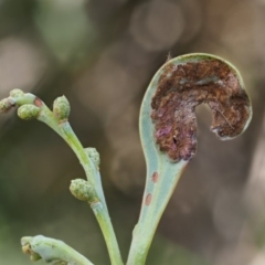 Endoraecium walkerianum (Acacia rust) at Uriarra, ACT - 14 Feb 2019 by KenT