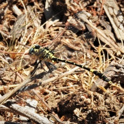 Austrogomphus cornutus (Unicorn Hunter) at Tennent, ACT - 3 Dec 2019 by JohnBundock