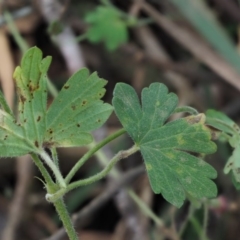 Uromyces geranii at Uriarra, ACT - 14 Feb 2019 by KenT